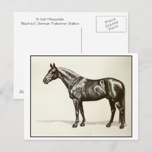 Trakehner Stallion Briefkaart (Voorkant / Achterkant)