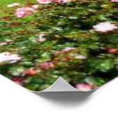 Tralee, Ierland Roos Garden Poster (Hoek)