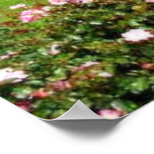 Tralee, Ierland Roos Garden Poster (Hoek)