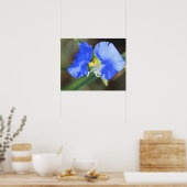 Tranen van Weduwen Poster (Keuken)