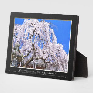 Tranende kersenboom ("Nara Ichiban-Zakura") Fotoplaat