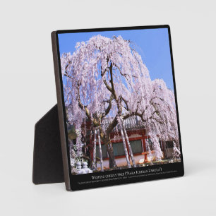 Tranende kersenboom ("Nara Ichiban-Zakura") Fotoplaat
