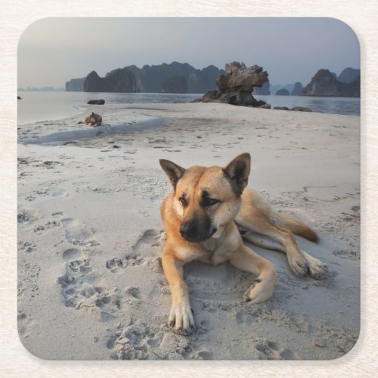 Tranquil Dog op strand Kartonnen Onderzetters (Voorkant)