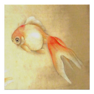 Tranquil Japanse goudvis Perfect Poster