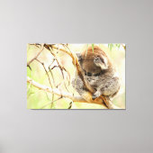 TRANQUIL KOALA 32x48 Canvas Afdruk (Voorkant)