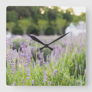 Tranquil Lavendel veld Vierkante Klok