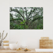 Tranquil Tree-Poster en -afdrukken Poster (Keuken)