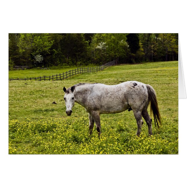 Tranquiliteit (Voorkant Horizontaal)