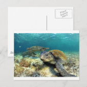 Tranquiliteit van de schildpad voor zeeen in de la briefkaart (Voorkant / Achterkant)