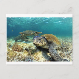 Tranquiliteit van de schildpad voor zeeen in de la briefkaart