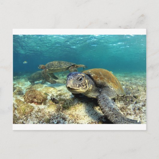 Tranquiliteit van de schildpad voor zeeen in de la briefkaart (Voorkant)