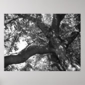 TranquiliteitsPoster Poster (Voorkant)