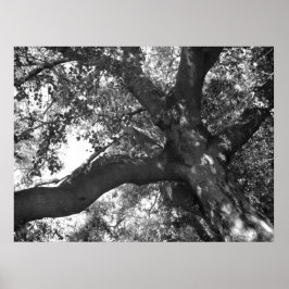 TranquiliteitsPoster Poster