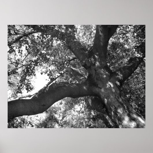 TranquiliteitsPoster Poster (Voorkant)