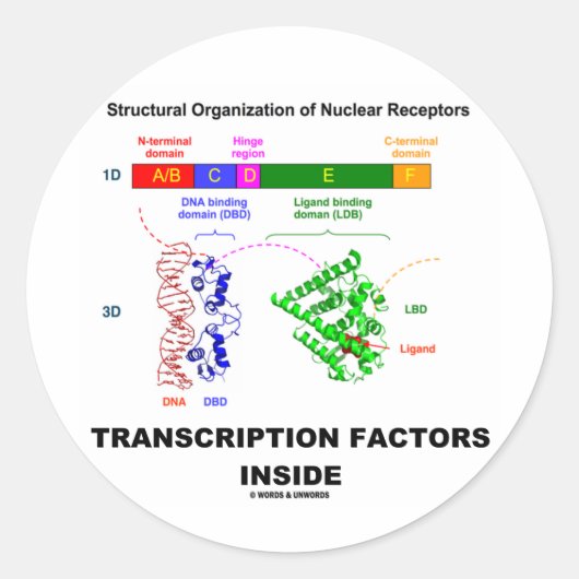 Transcriptiefactoren binnenin (nucleaire receptore ronde sticker (Voorkant)