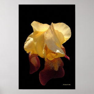 Translucent Iris Poster