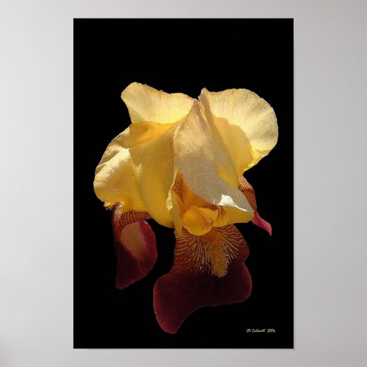 Translucent Iris Poster (Voorkant)