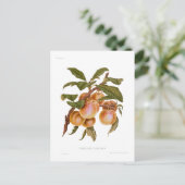Transparant Gage Plum Briefkaart (Staand voorkant)