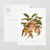 Transparant Gage Plum Briefkaart (Voorkant / Achterkant)