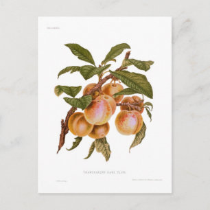 Transparant Gage Plum Briefkaart