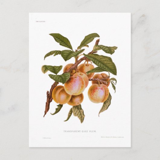 Transparant Gage Plum Briefkaart (Voorkant)