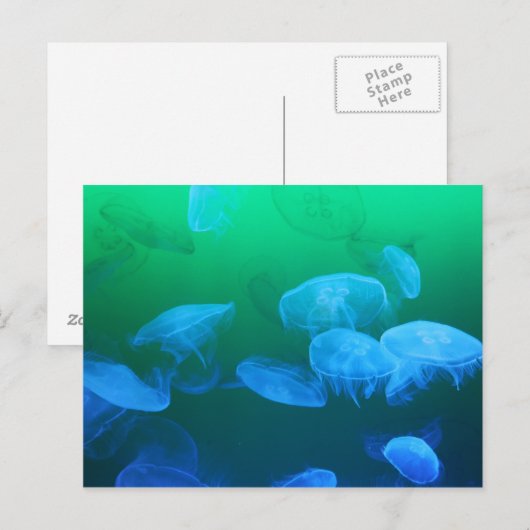 Transparante kwallen briefkaart (Voorkant / Achterkant)