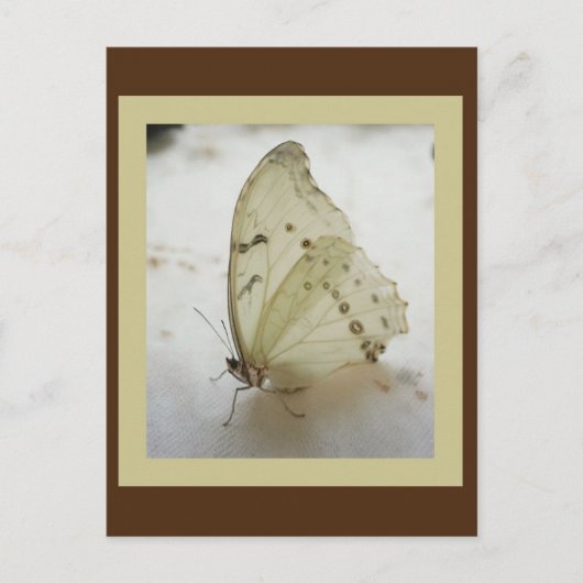 Transparante vlinder Briefkaart (Voorkant)