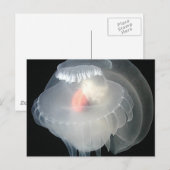 Transparante Zee Slug 2 Briefkaart (Voorkant / Achterkant)