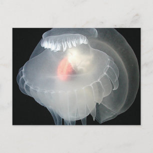 Transparante Zee Slug 2 Briefkaart