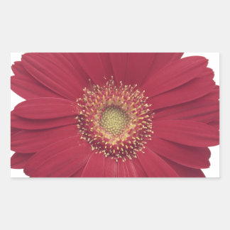 Transvaaldaisy Vaak Rechthoekige Sticker