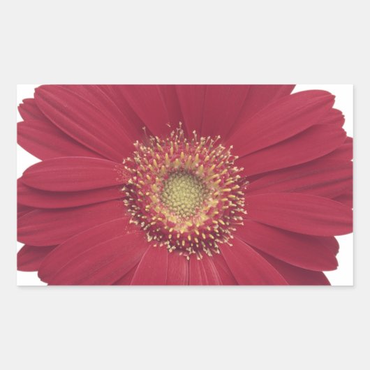 Transvaaldaisy Vaak Rechthoekige Sticker (Voorkant)