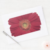 Transvaaldaisy Vaak Rechthoekige Sticker (Envelop)