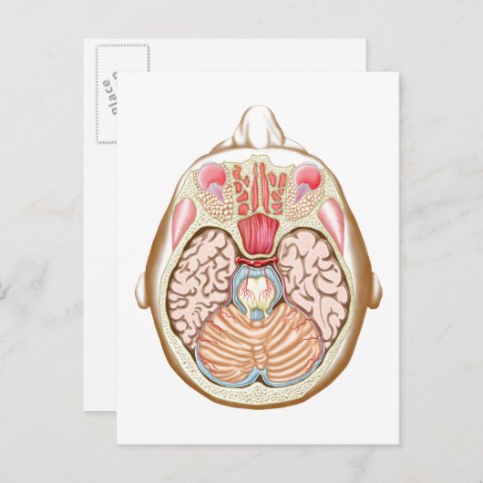 Transversale sectie van de middenhersenen briefkaart (Voorkant / Achterkant)