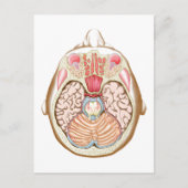 Transversale sectie van de middenhersenen briefkaart (Voorkant)