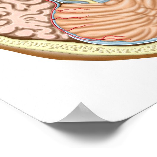 Transversale sectie van de middenhersenen poster (Hoek)