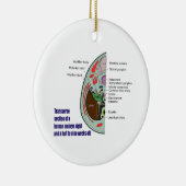 Transversale sectie van het menselijke embryo 9 we keramisch ornament (Rechts)