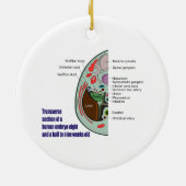 Transversale sectie van het menselijke embryo 9 we keramisch ornament (Achterkant)