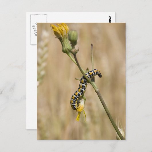 trapezium briefkaart (Voorkant / Achterkant)