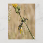 trapezium briefkaart (Voorkant)