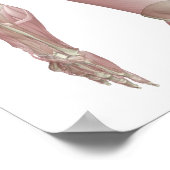 Trapezius Poster (Hoek)