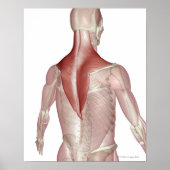 Trapezius Poster (Voorkant)
