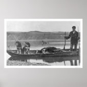 Trapper met huiden en honden Alaska 1906 Poster (Voorkant)