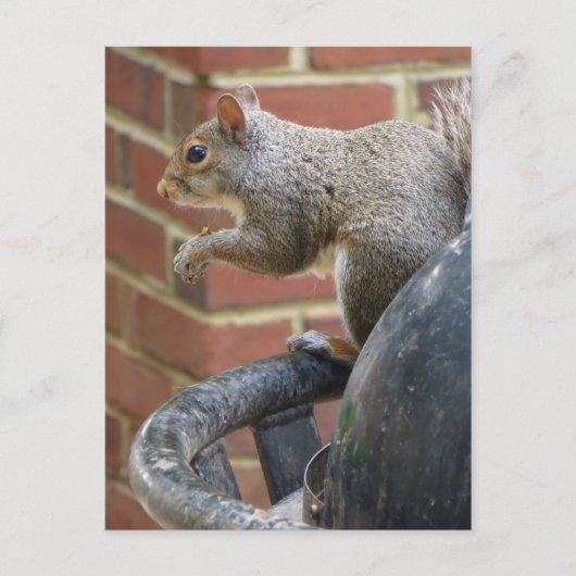 Trashcan Squirrel Briefkaart (Voorkant)