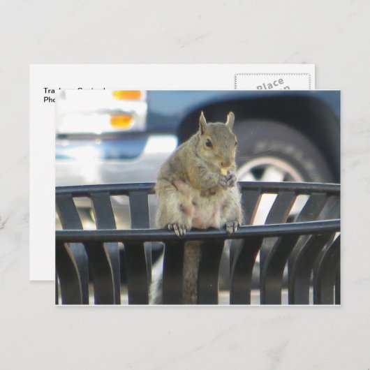 Trashcan Squirrel Briefkaart (Voorkant / Achterkant)