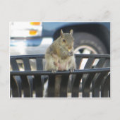 Trashcan Squirrel Briefkaart (Voorkant)