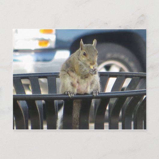 Trashcan Squirrel Briefkaart (Voorkant)