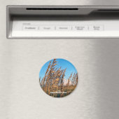 Travel | Florida - Anastasia St Park Zee Haver Magneet (Insitu (Vaatwasser))