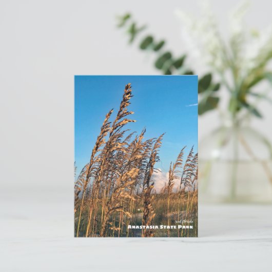 Travel | Florida - Anastasia State Park Sea Oats Briefkaart (Staand voorkant)