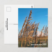 Travel | Florida - Anastasia State Park Sea Oats Briefkaart (Voorkant / Achterkant)
