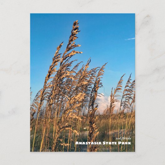 Travel | Florida - Anastasia State Park Sea Oats Briefkaart (Voorkant)